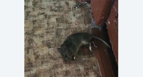 Дезинфекция от мышей в Среднеколымске