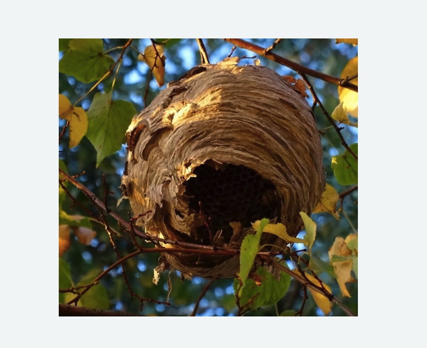 Обработка от шершней в Среднеколымске