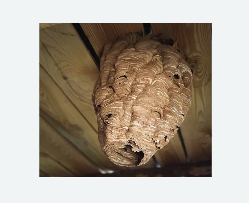 обработка от шершней в Среднеколымске