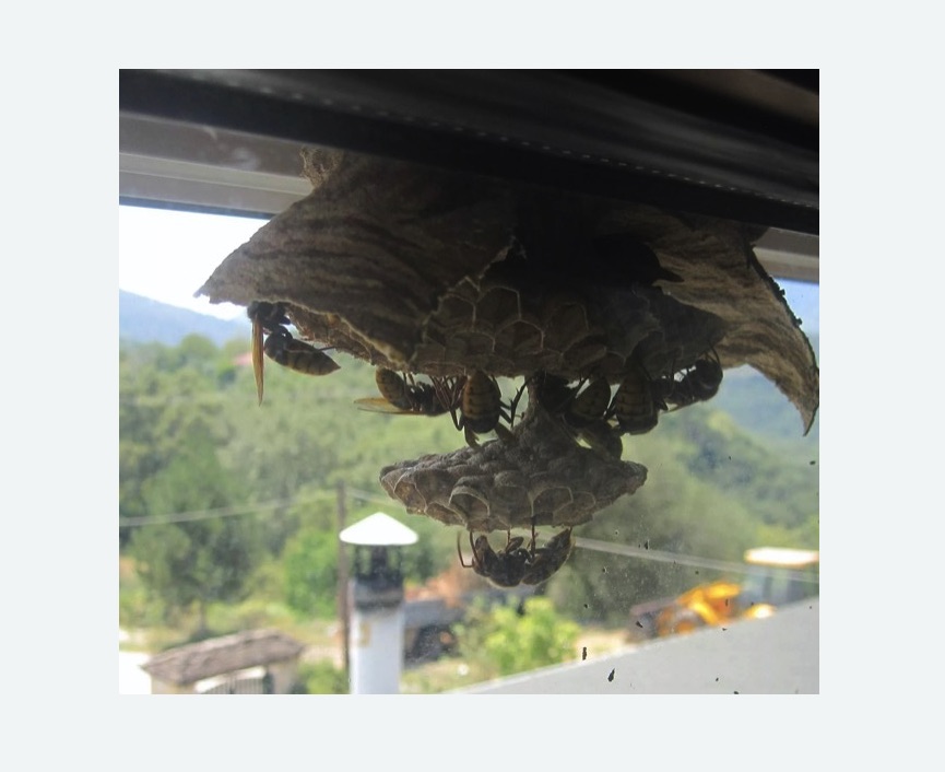 Уничтожение гнёзд шершней в Среднеколымске