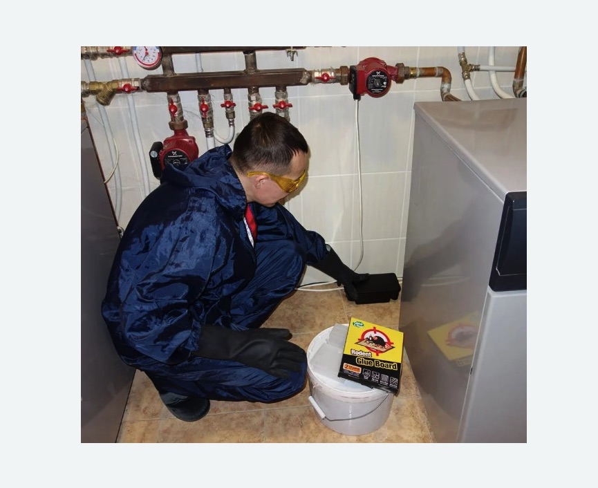 Уничтожение крыс в Среднеколымске